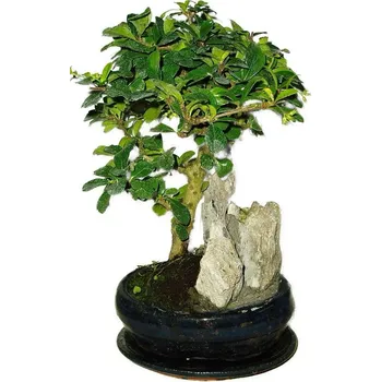 Sazenice Pokojová bonsaj Carmona microphylla - čaj fuki 406