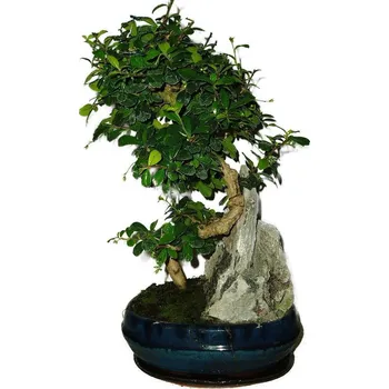 Sazenice Pokojová bonsaj Carmona microphylla - čaj fuki 511