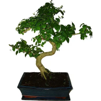 Sazenice Ligustrum chinensis ptačí zob 534