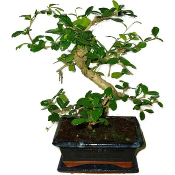 Sazenice Pokojová bonsaj Carmona microphylla - čaj fuki 371