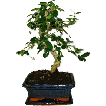 Sazenice Pokojová bonsaj Carmona microphylla - čaj fuki 392