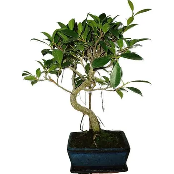 Sazenice Ficus retusa - fíkovník - bonsai 498