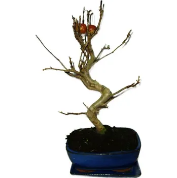 Sazenice Malus - Třešňoplodá jabloň 556