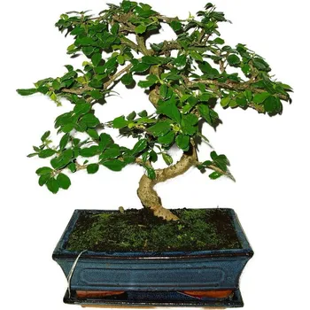 Sazenice Pokojová bonsaj Carmona microphylla - čaj fuki 486