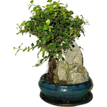 Sazenice Pokojová bonsai - Sagerethia thea 537