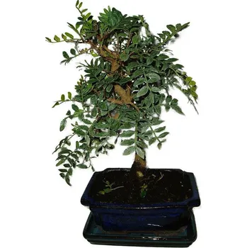 Sazenice Bonsai Pistacia Lentiscus 555
