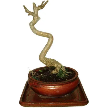 Sazenice Gingko biloba - jinan dvoulaločný 576