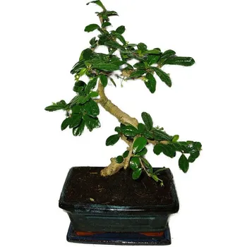 Sazenice Pokojová bonsaj Carmona microphylla - čaj fuki 372