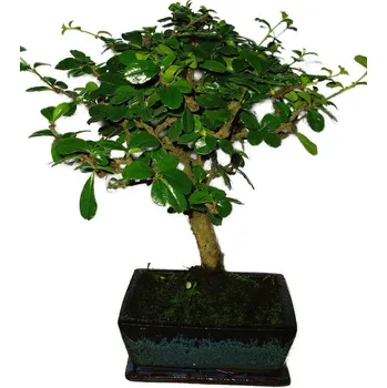 Sazenice Pokojová bonsaj Carmona microphylla - čaj fuki 418