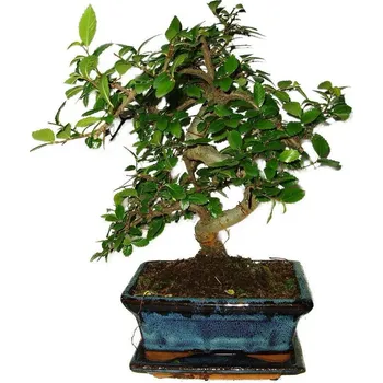 Sazenice Zelkova 465 - pokojové bonsaje