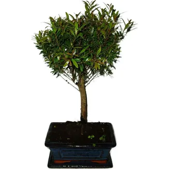 Sazenice Syzygium 368 - venkovní bonsaje