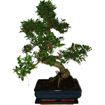 Sazenice Zelkova 483 - pokojové bonsaje