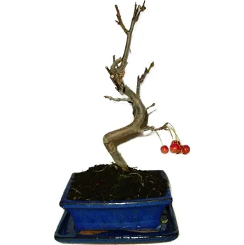 Sazenice Malus - Třešňoplodá jabloň 562