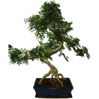 Sazenice Caragona spinosa - čínský pepř 459 - bonsai