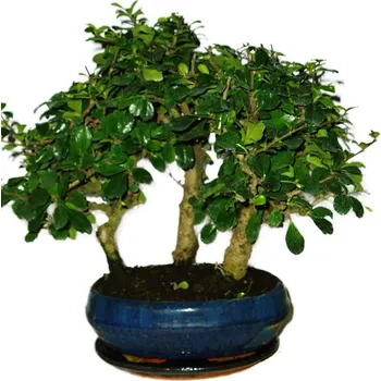 Sazenice Carmona microphylla - čaj fuki 527 - bonsai stromořadí