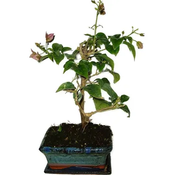 Sazenice Bouganvillea 369 - pokojové bonsaje