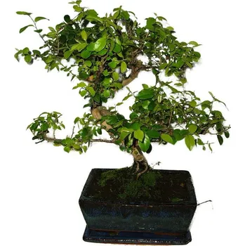 Sazenice Pokojová bonsai - Sagerethia thea 400