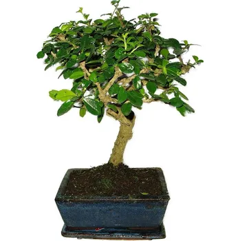 Sazenice Pokojová bonsaj Carmona microphylla - čaj fuki 440