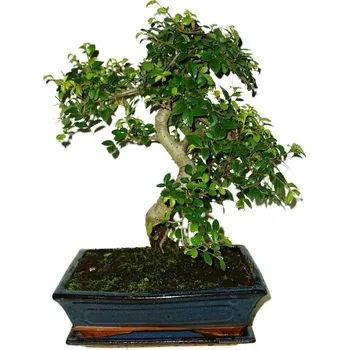 Sazenice Zelkova 522 - pokojové bonsaje