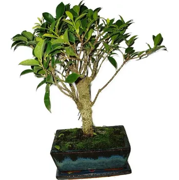 Sazenice Ficus retusa - fíkovník - bonsai 451