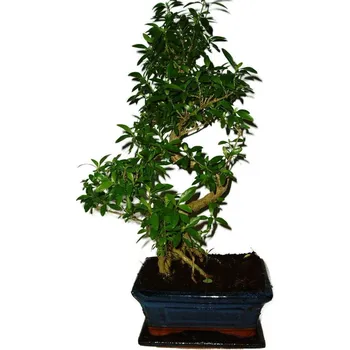 Sazenice Serissa foetida - strom tísíce hvězd 431