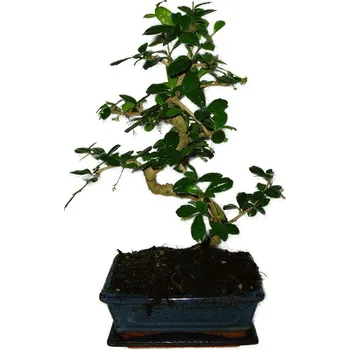 Sazenice Pokojová bonsaj Carmona microphylla - čaj fuki 381