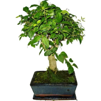 Sazenice Ligustrum chinensis ptačí zob 448
