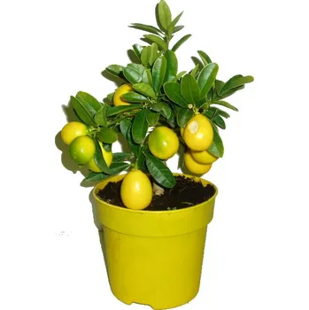 Sazenice Citronovník Limonela