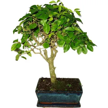 Sazenice Ligustrum chinensis ptačí zob 446