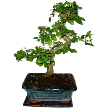 Sazenice Zelkova 365 - pokojové bonsaje