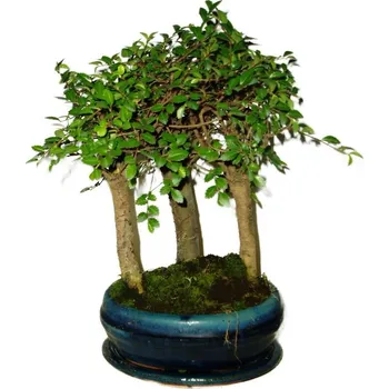 Sazenice Zelkova 461 - stromořadí - pokojová bonsaj