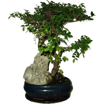 Sazenice Zelkova 512 - pokojové bonsaje