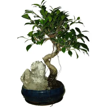 Sazenice Ficus retusa - fíkovník - bonsai 520