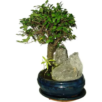 Sazenice Zelkova 463 - pokojové bonsaje