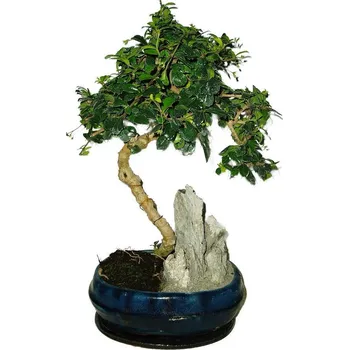 Sazenice Pokojová bonsaj Carmona microphylla - čaj fuki 518