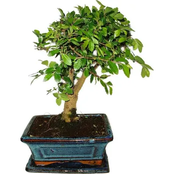 Sazenice Zelkova 416 - pokojové bonsaje