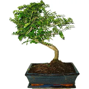 Sazenice Caragona spinosa - čínský pepř 523 - bonsai