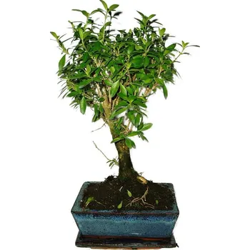 Sazenice Serissa foetida - strom tísíce hvězd 469