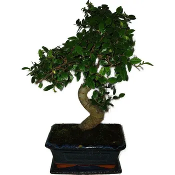 Sazenice Zelkova 366 - pokojové bonsaje