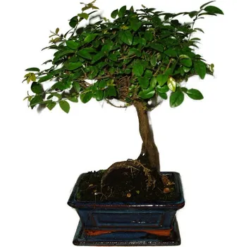 Sazenice Pokojová bonsai - Sagerethia thea 501