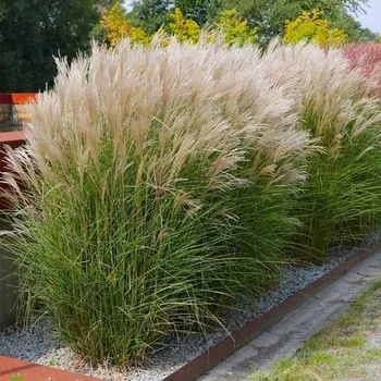 Semeno Lukon Glads Miscanthus sinensis KLEINE SILBERSPINNE - ozdobnice čínská