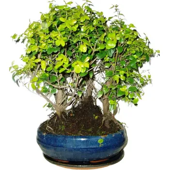 Sazenice Pokojová bonsai - Sagerethia thea stromořadí 526