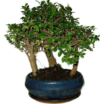 Sazenice Zelkova 528 - stromořadí - pokojová bonsaj