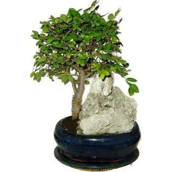 Sazenice Zelkova 426 - pokojové bonsaje