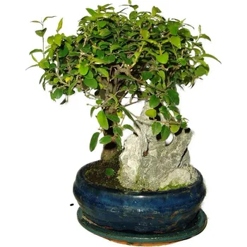 Sazenice Pokojová bonsai - Sagerethia thea 536