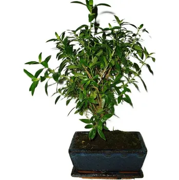 Sazenice Serissa foetida - strom tísíce hvězd 475