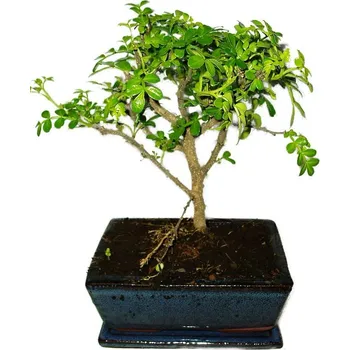 Sazenice Caragona spinosa - čínský pepř 452 - bonsai