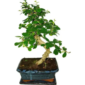 Sazenice Pokojová bonsaj Carmona microphylla - čaj fuki 393