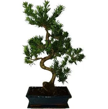 Sazenice Podocarpus - Kamenný tis 544