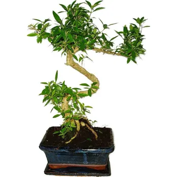 Sazenice Serissa foetida - strom tísíce hvězd 493